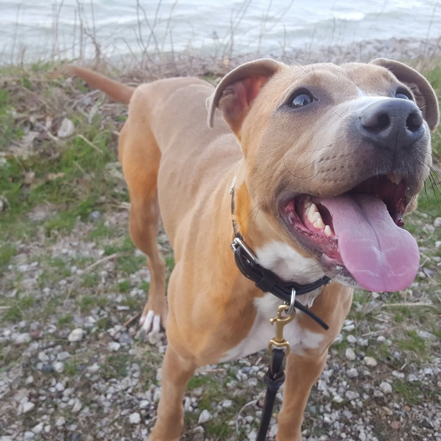 enlightened k9 training