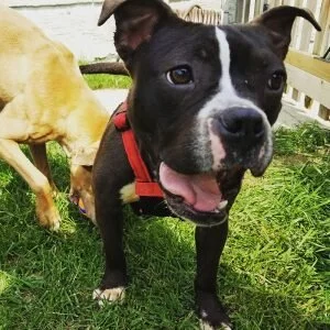 enlightened k9 training