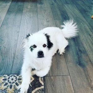 enlightened k9 training