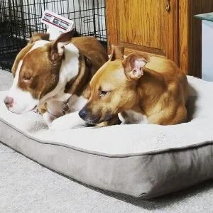 enlightened k9 training