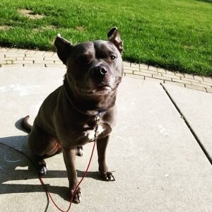 enlightened k9 training