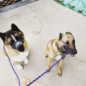 enlightened k9 training