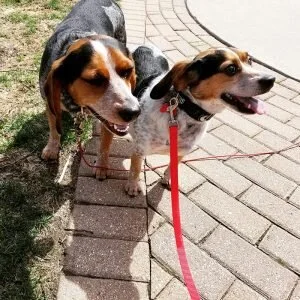 enlightened k9 training