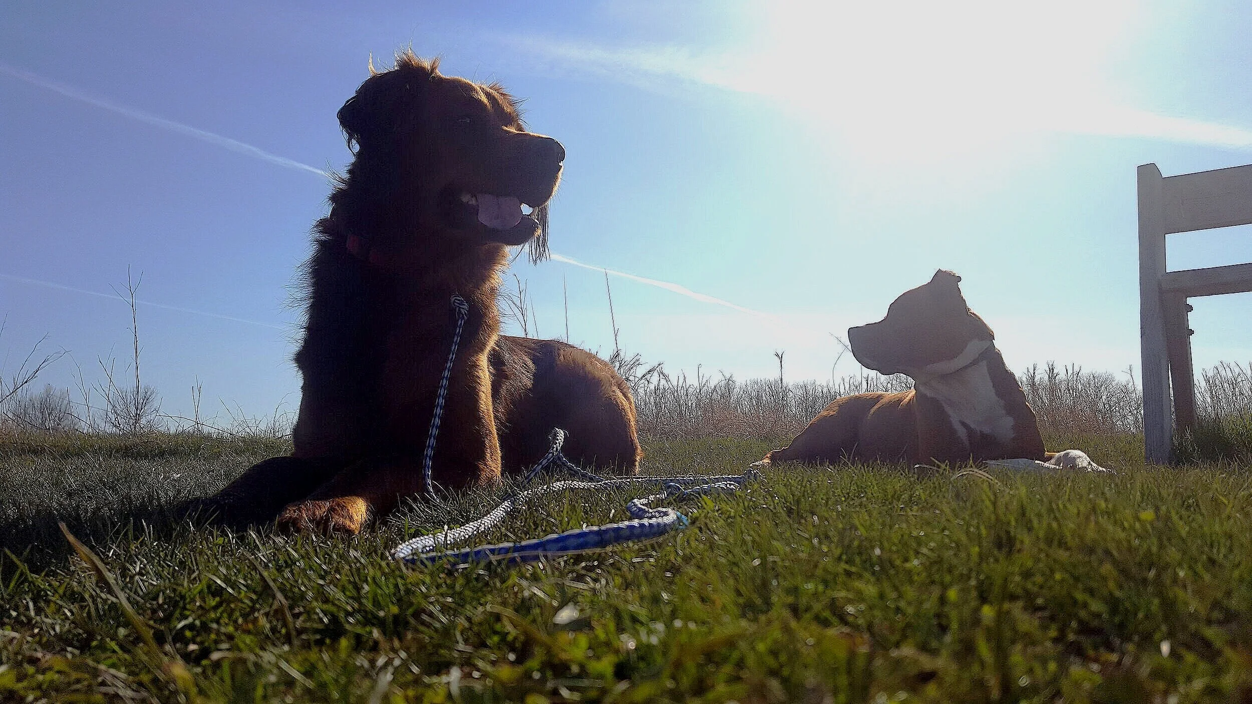 enlightened k9 training