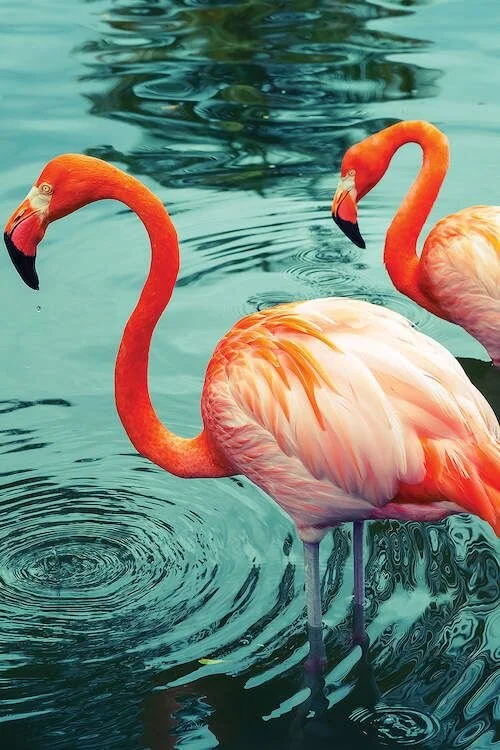 Lorem aliquam wisi amet ut