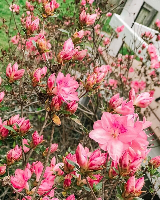 I am grateful for flowers during this strange time. They evoke so much growth and hope, and they&rsquo;re just nice to look at. 🌸 This is a good time to consider what flowers and greenery you&rsquo;d like for your wedding. There are so many great re