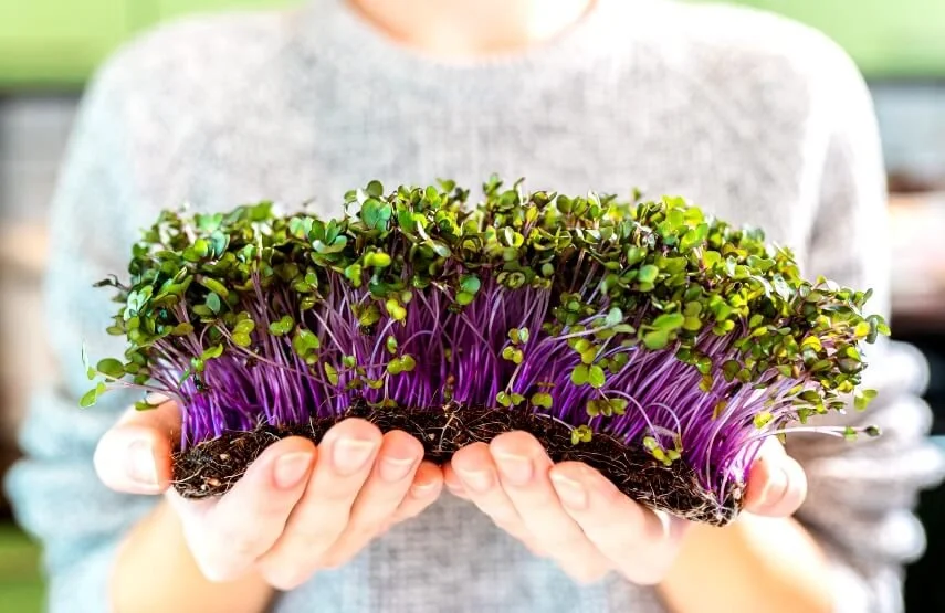 Red Cabbage Microgreens 101 — International Functional Foods Association