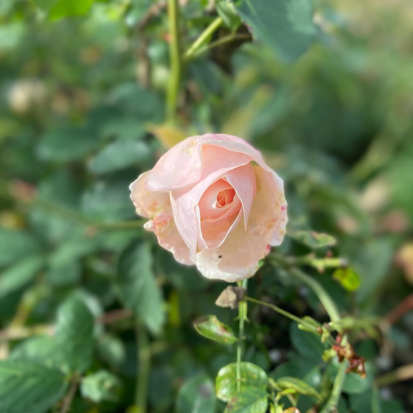 I&rsquo;ve been simmering in this for days:

I sit with deep gratitude for every person who has experienced harm and at some point, however long it took, found the words to share their experience. For every ounce of effort it took to say: this happen