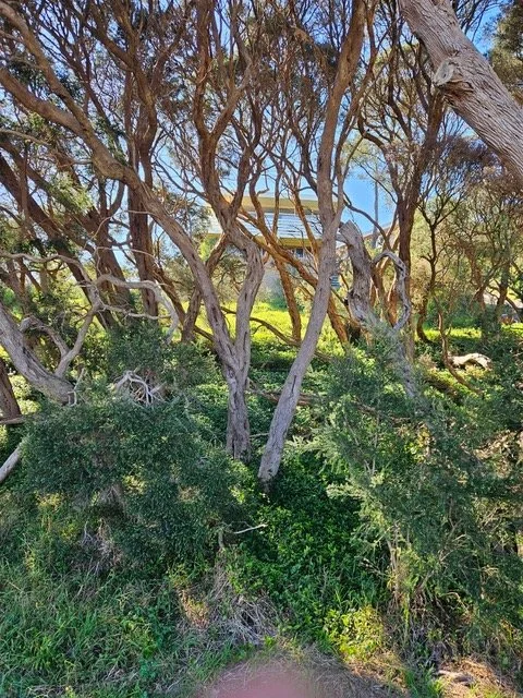Mornington Peninsula bush