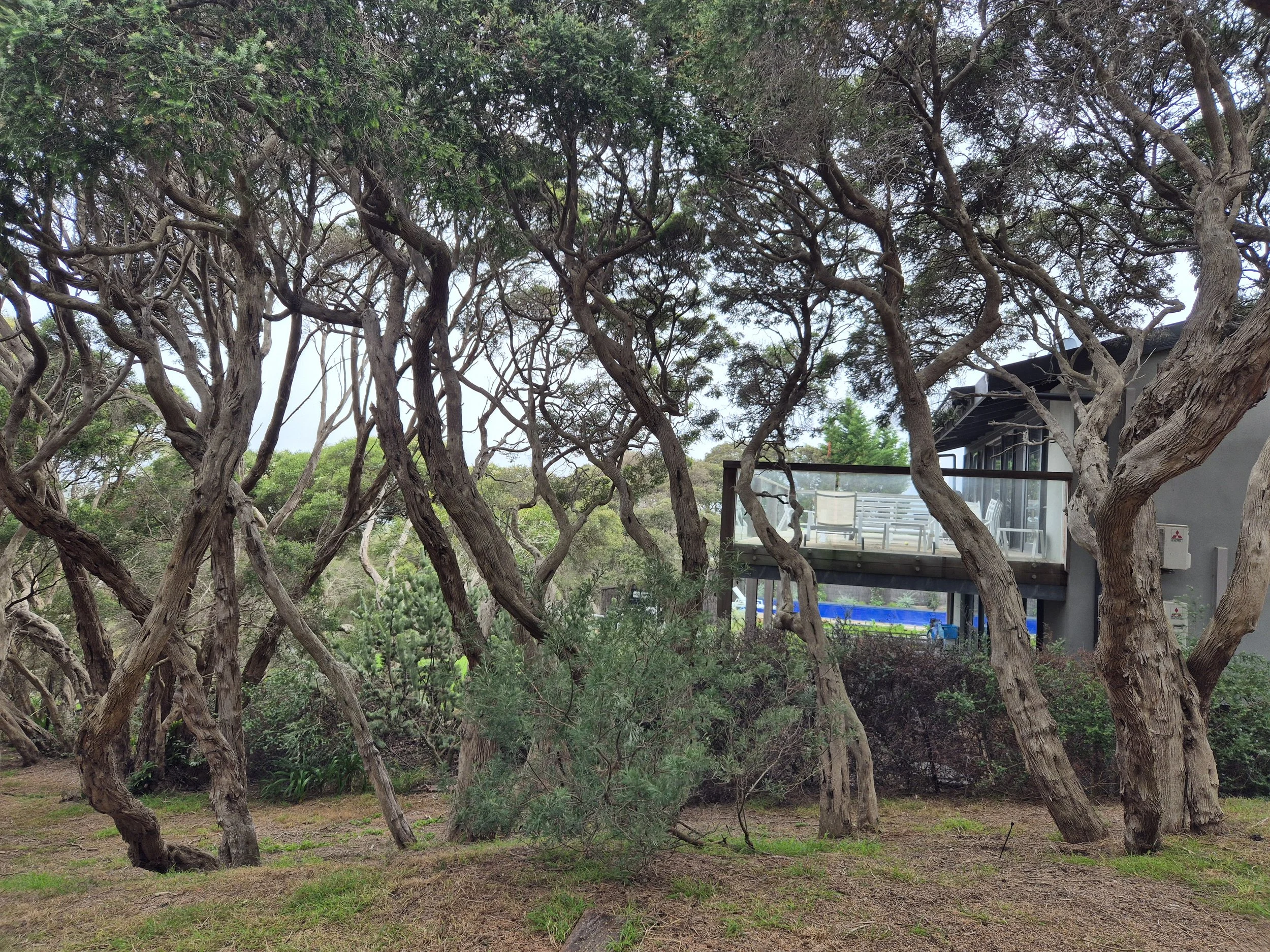Sorrento, Rye, Blaigowrie House and bush
