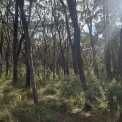 BAL Assessment Kinglake June 2022