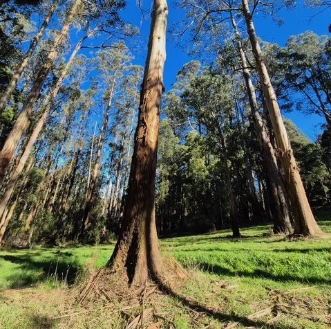 BAL Assessment The Patch Dandenong Ranges July 2025