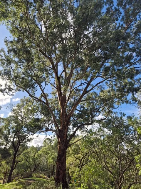 Yellow Box Tree