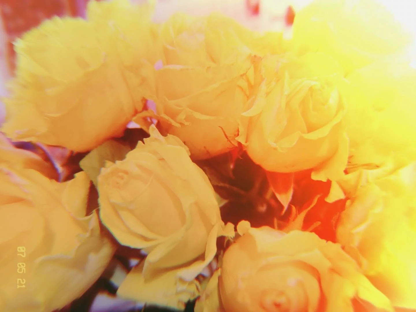 yellow roses.jpg