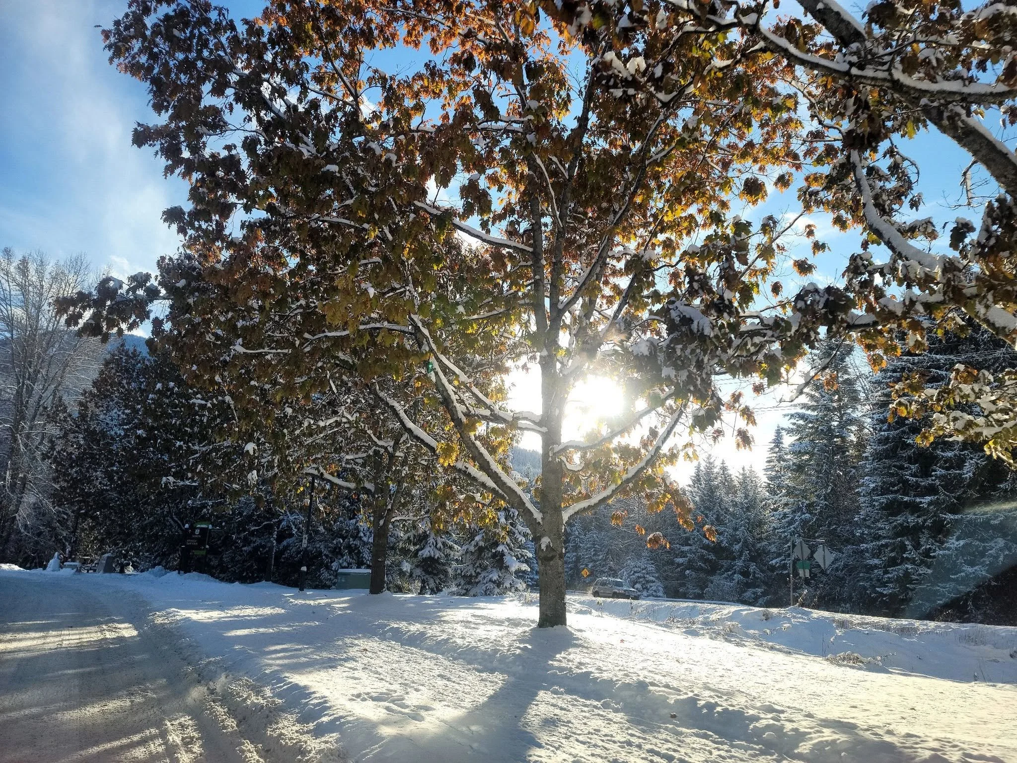 sun behind trees.jpg