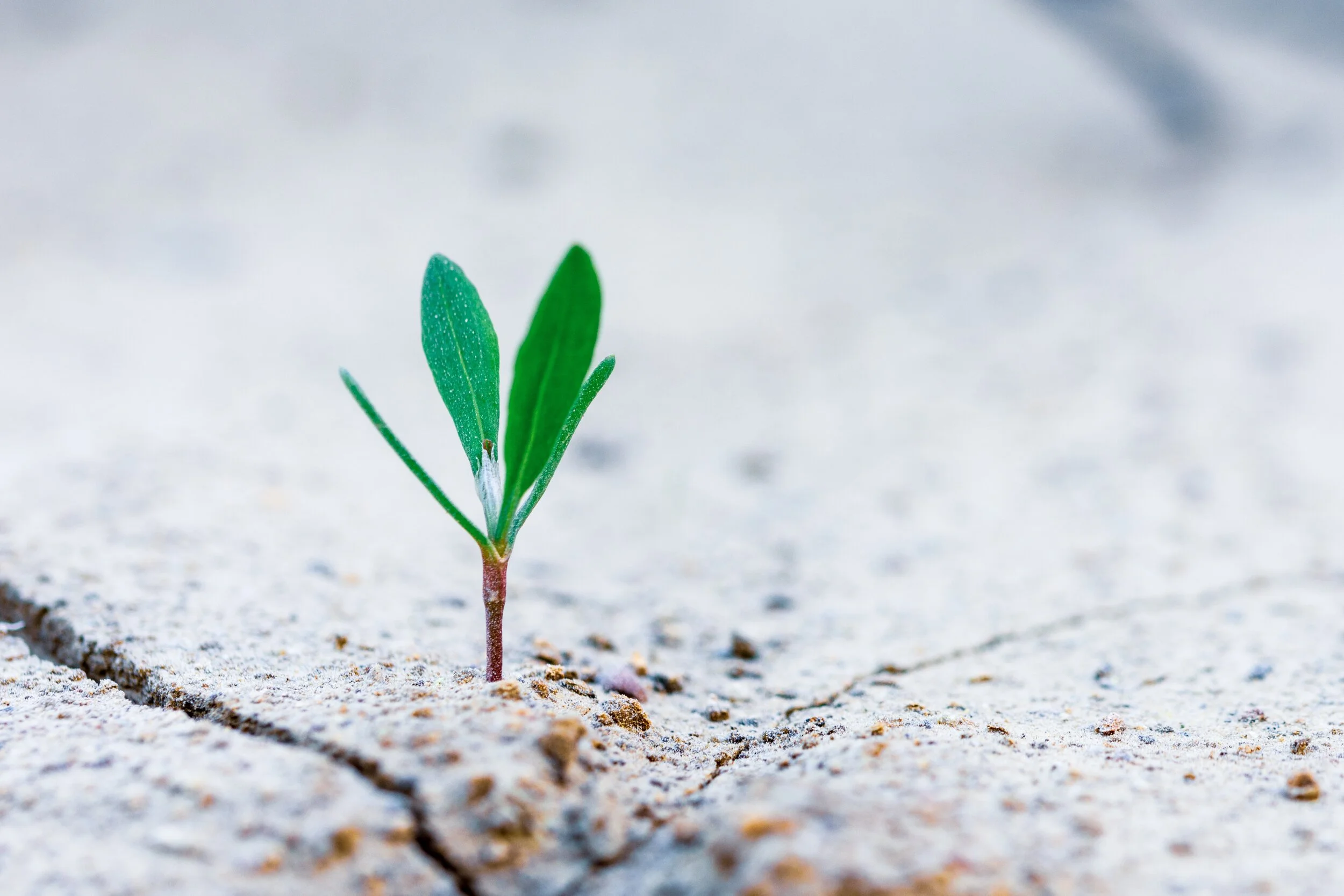 Anti-fragility: A Survival Skill in Chaos