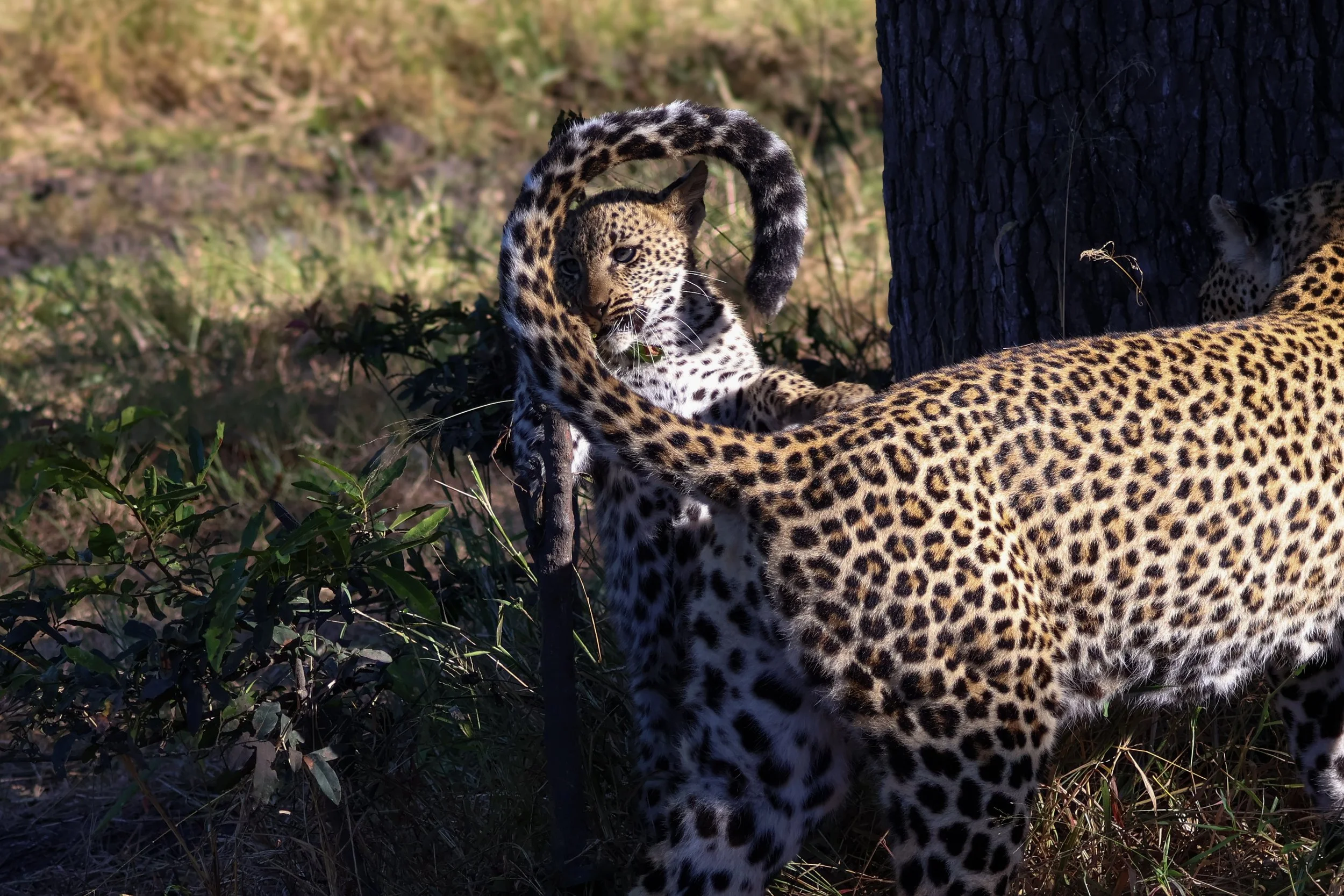Leopard cub.JPG