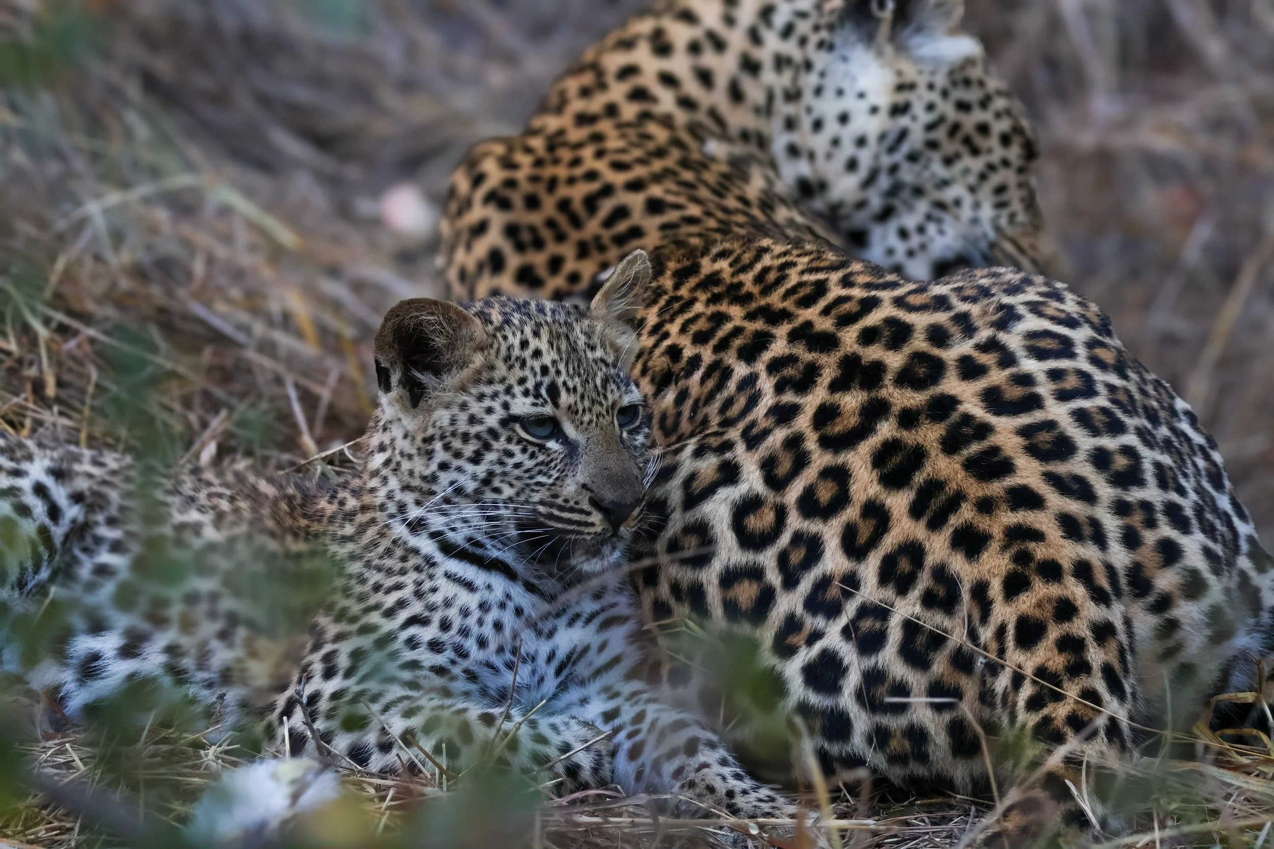 leopard with cub.JPG