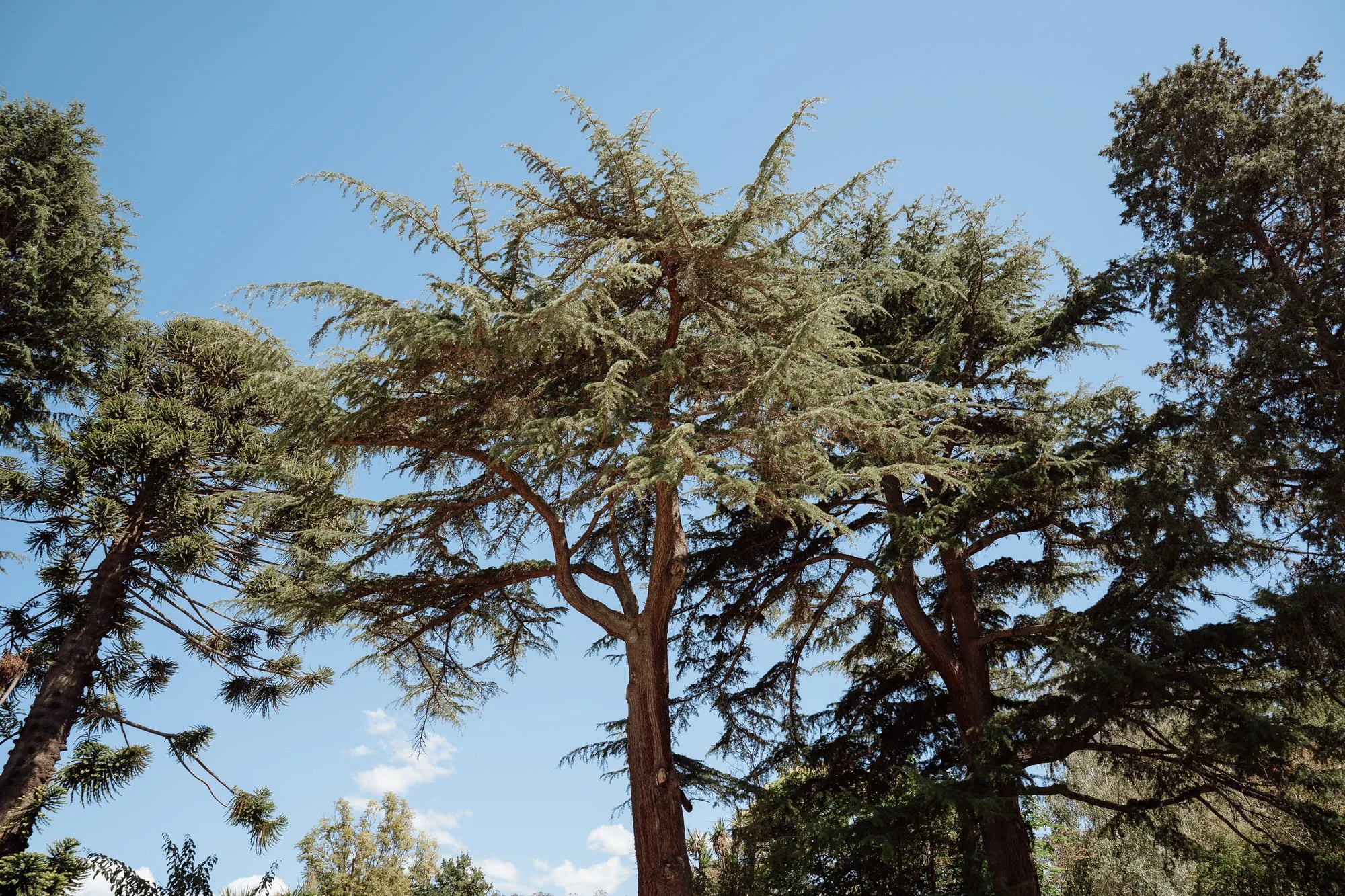 Ellie + Myles-126.jpg