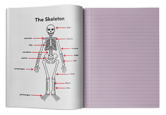 a bespoke exercise book example with an anatomy diagram on the inside cover and purple SEN friendly paper