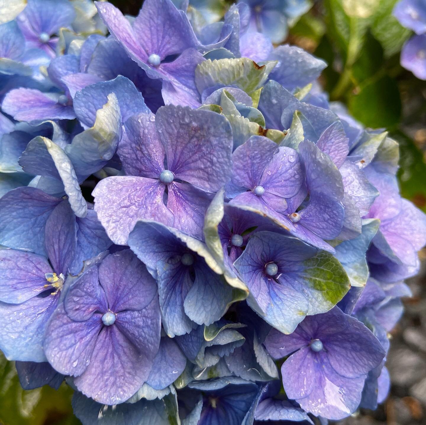 Hydrangea&rsquo;s in my garden 😍 
.
#hydrangeas #britishgarden #getoutdoors