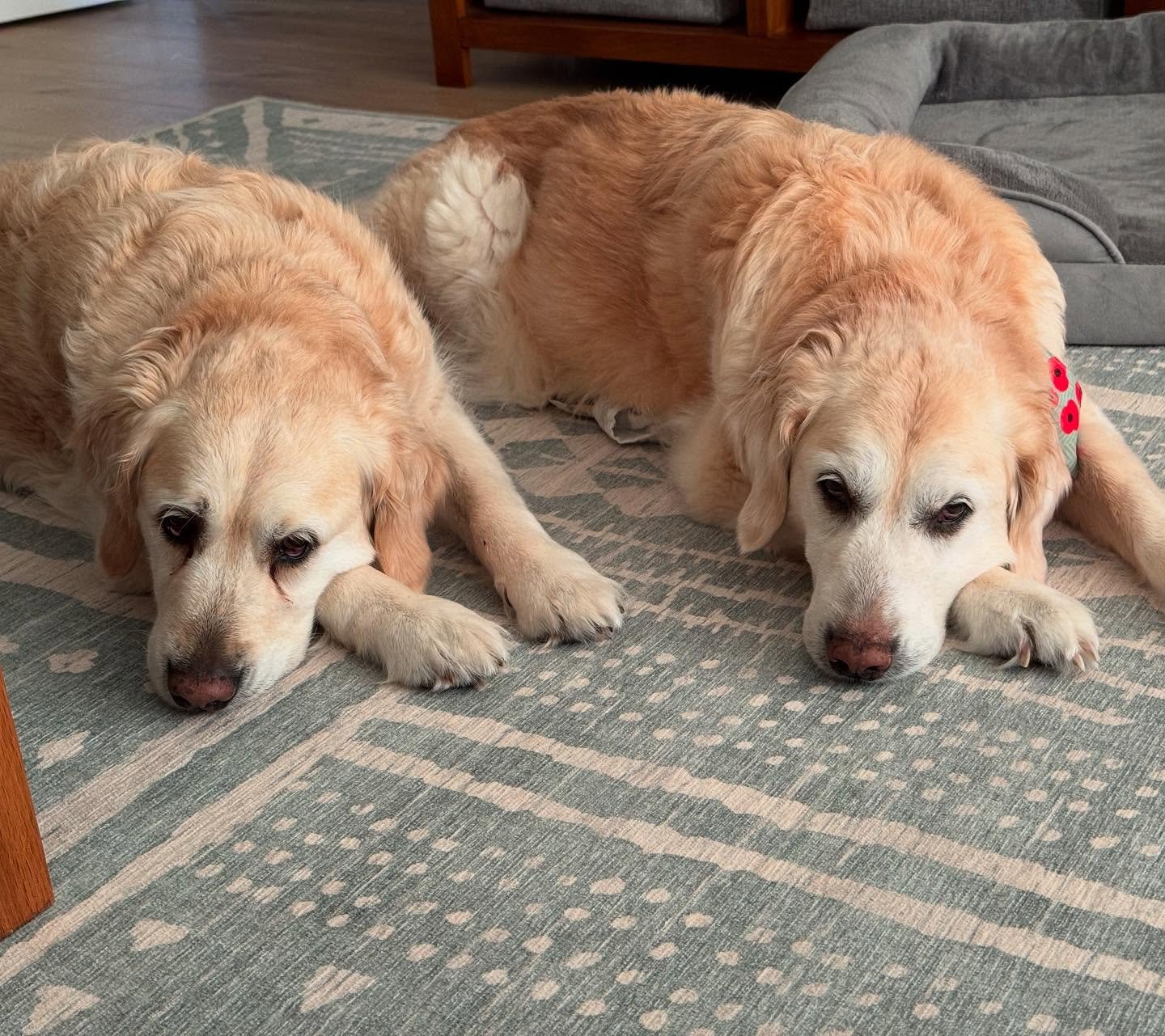 Which is which? 🥰🥰