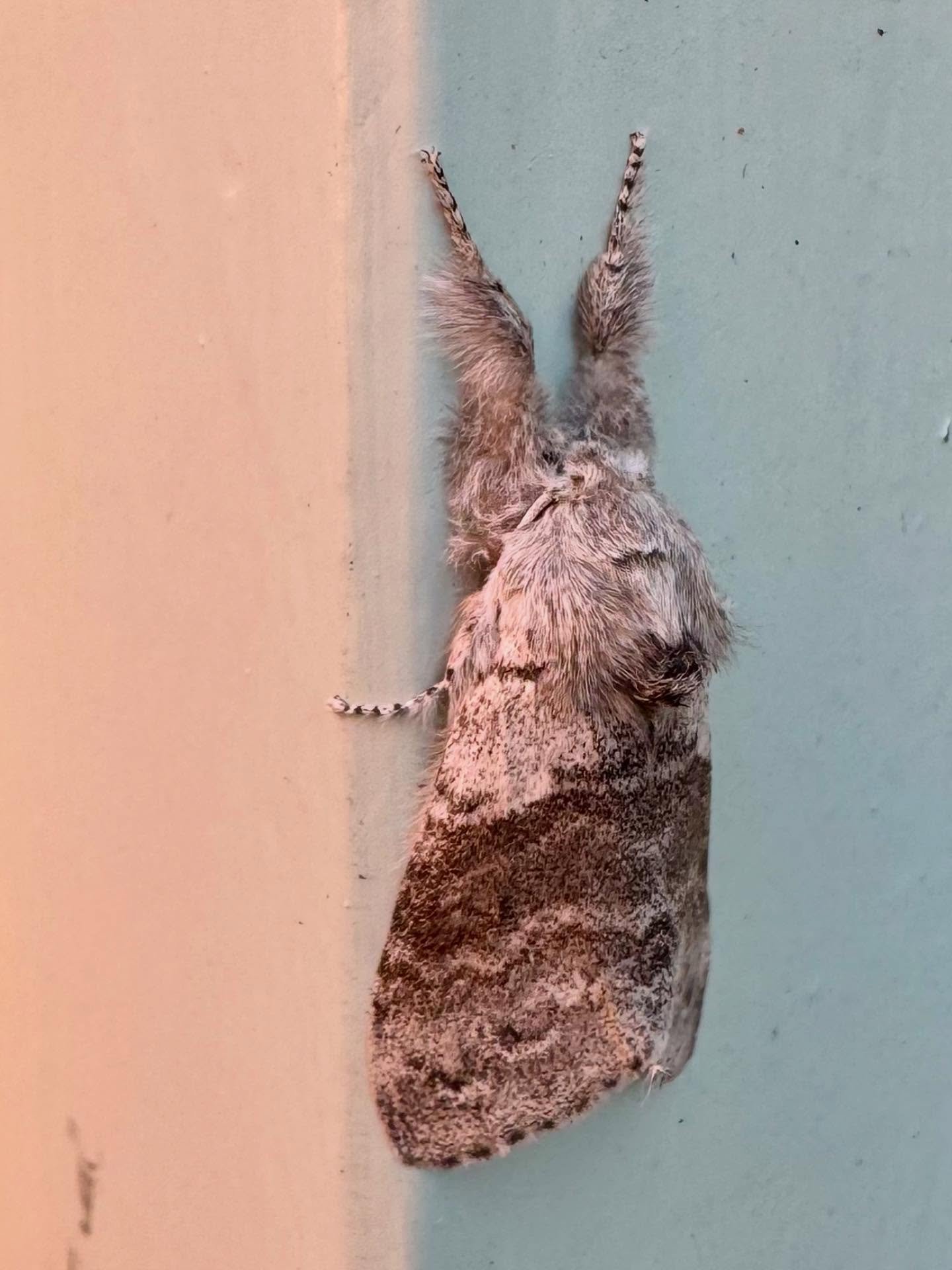 Quite large, very furry, super cute - a puss moth 🩶 I&rsquo;ve spotted these every year since living in this house, and I love them 😍
