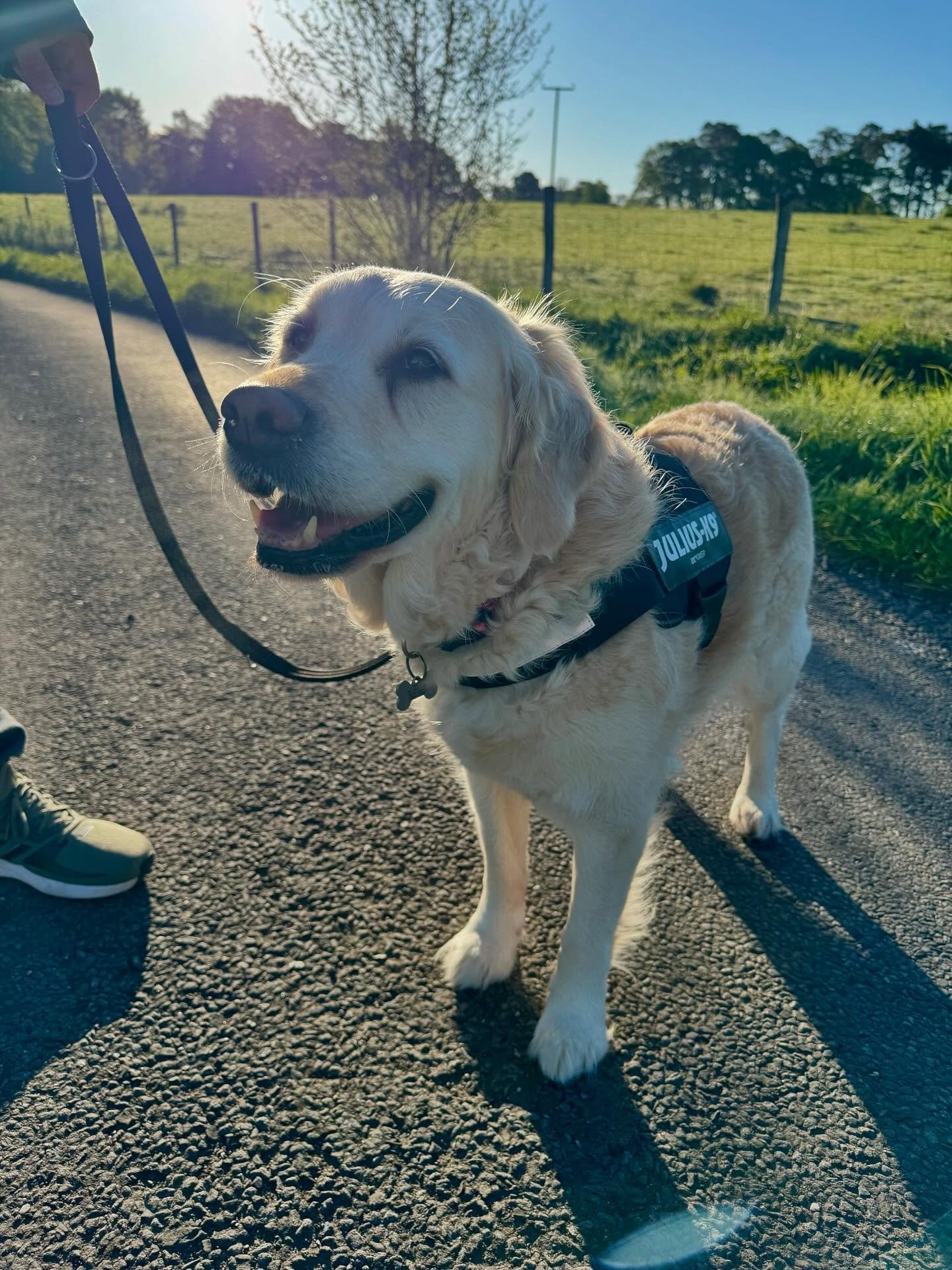 Happy Birthday to our youngest furkid Arwen. It&rsquo;s hard to put into words how much love and joy she brings; she&rsquo;s one of the most loving, affectionate, enthusiastic creatures I&rsquo;ve had the pleasure to know 💞 9 today ~ but still has t