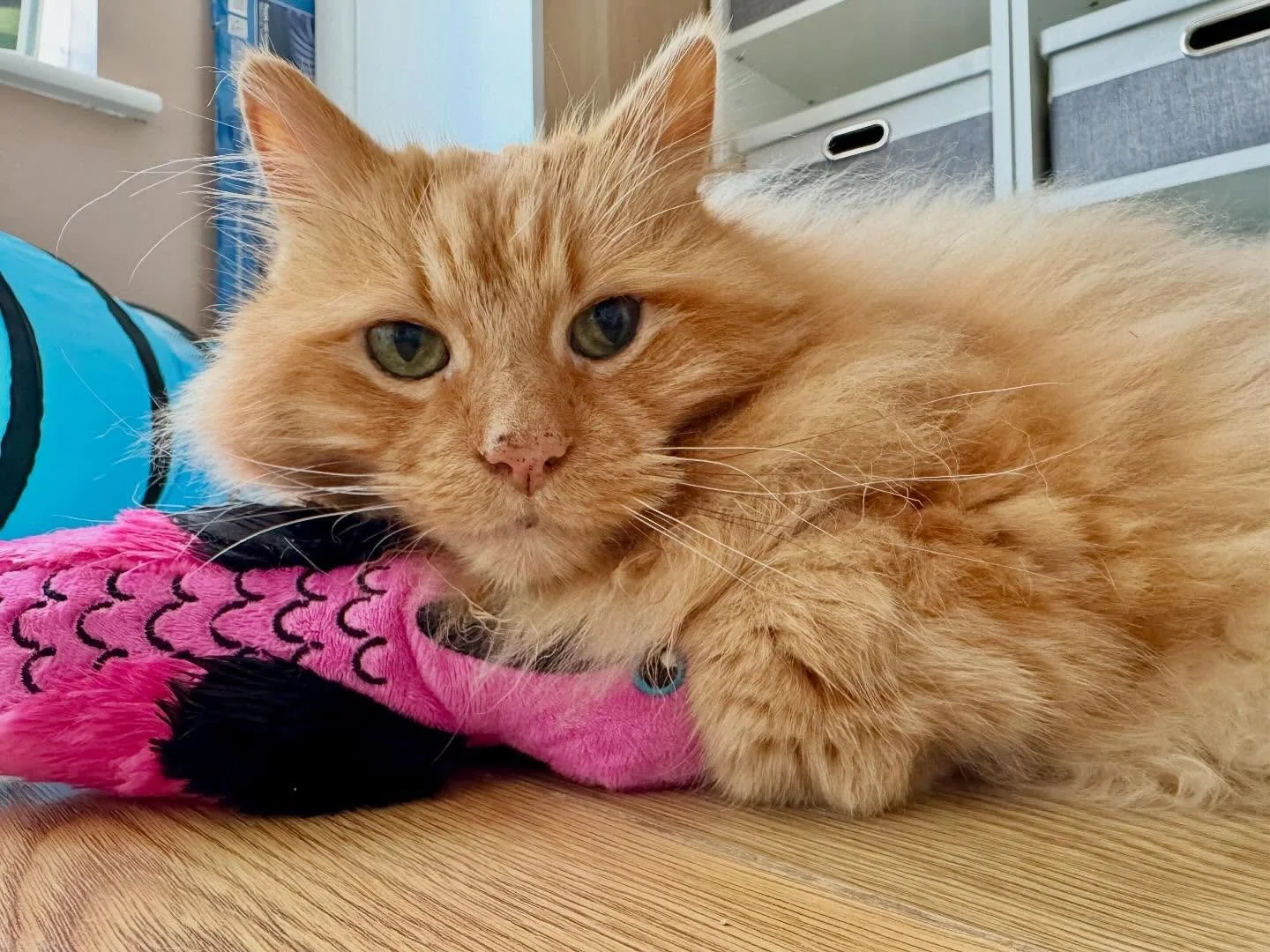 8 years today since we adopted Jasper - the friendliest, most loving, awesome little man I ever did meet 😻