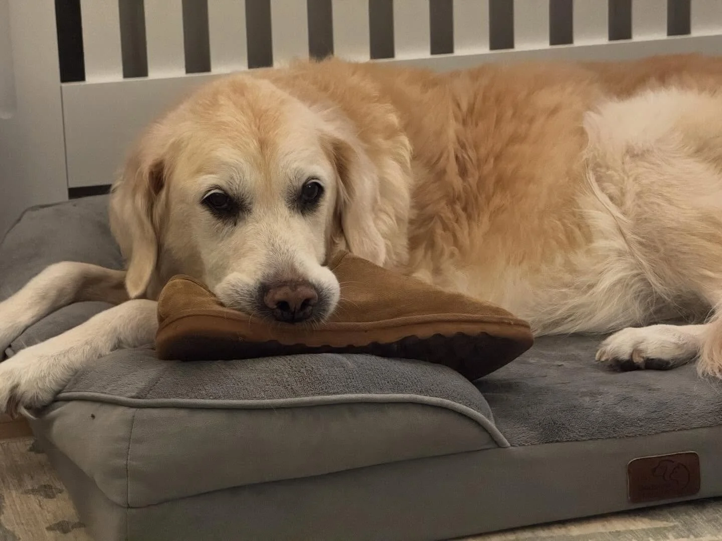 Happy 14th Birthday to our lovely Poppy. Golden Retrievers typically live 10-12 years, so she&rsquo;s doing very well despite a fair few senior problems. This photo is proof that you&rsquo;re never too old to steal a slipper 💕 Swipe for a pic of her