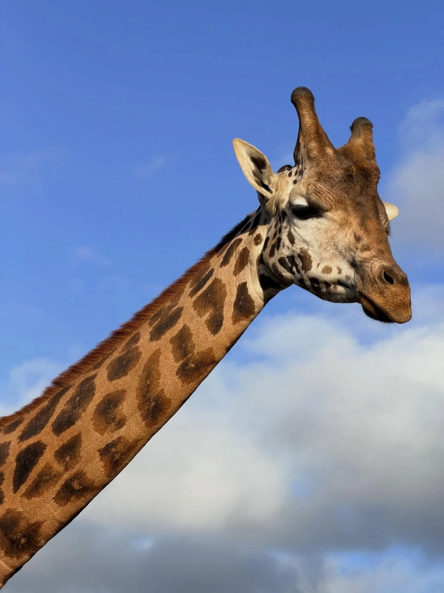 I ❤️ 🦒 
📍 @westmidsafari