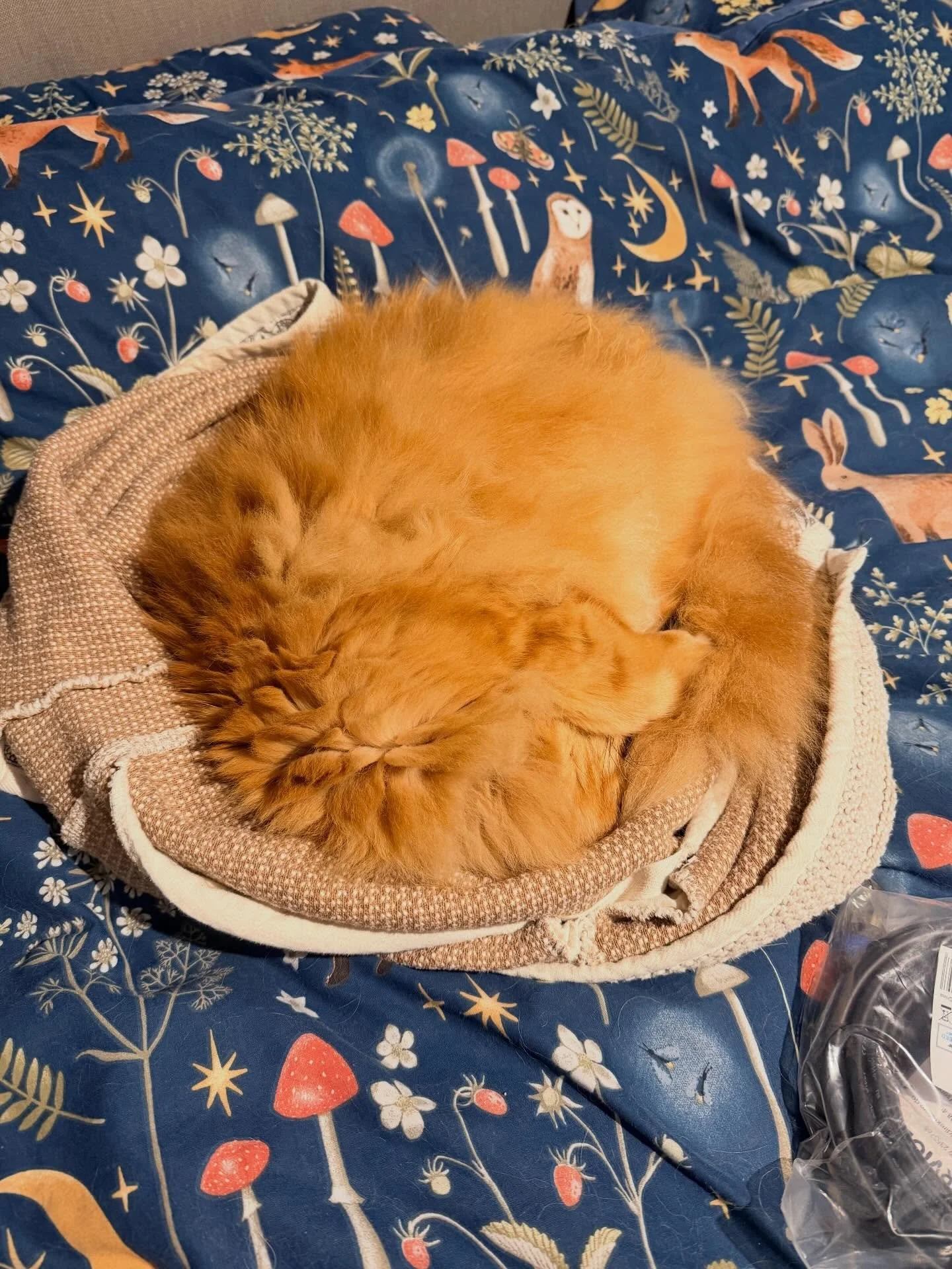 Left my jumper on the bed&hellip; now it&rsquo;s a cat bed 🧡😻