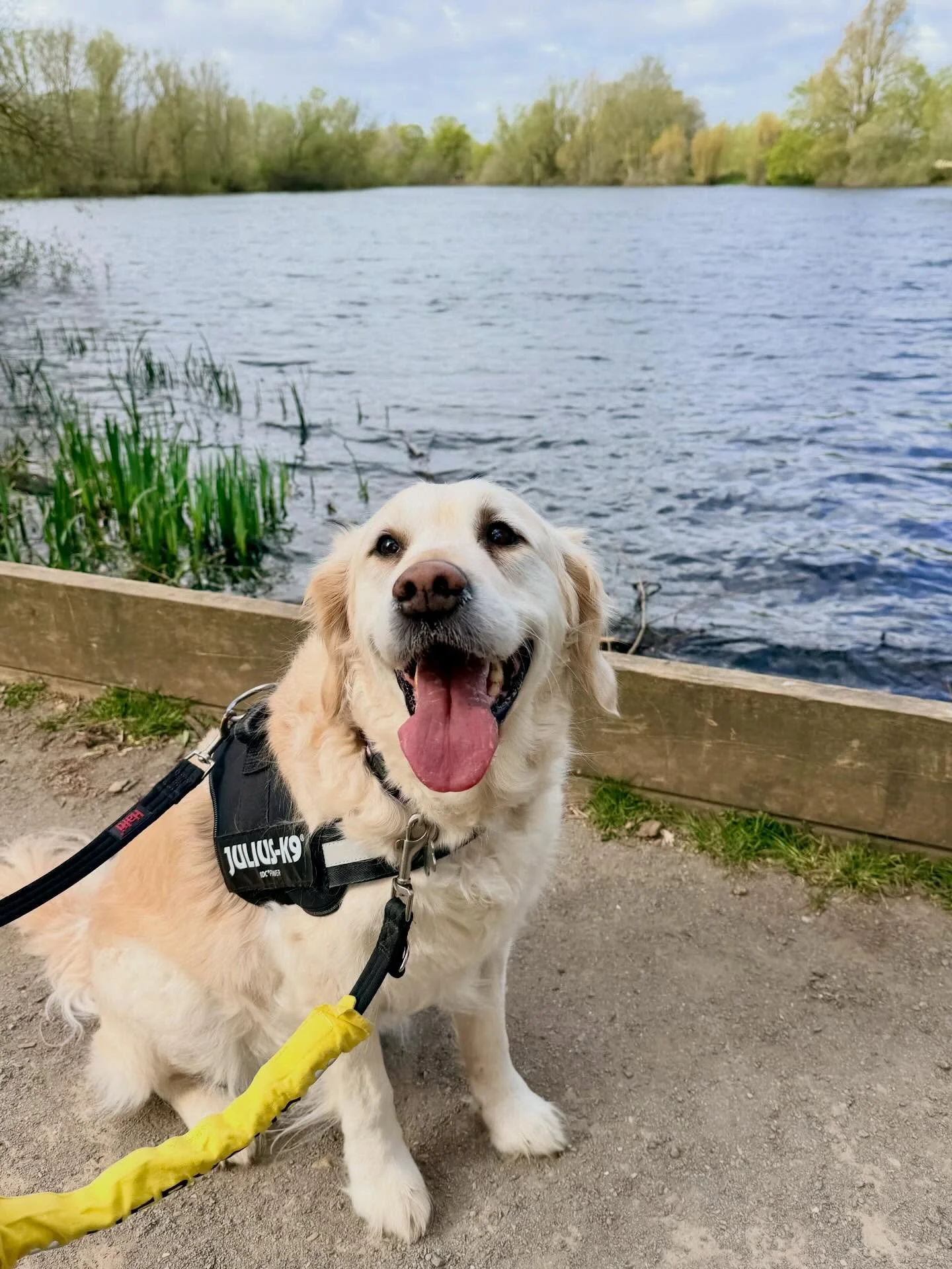Lovely walk at @barnwellcountrypark this morning 🐾 🦢 🌿 #northamptonshire #northantsdaysout #getoutdoors #dogwalks #ukdaysout