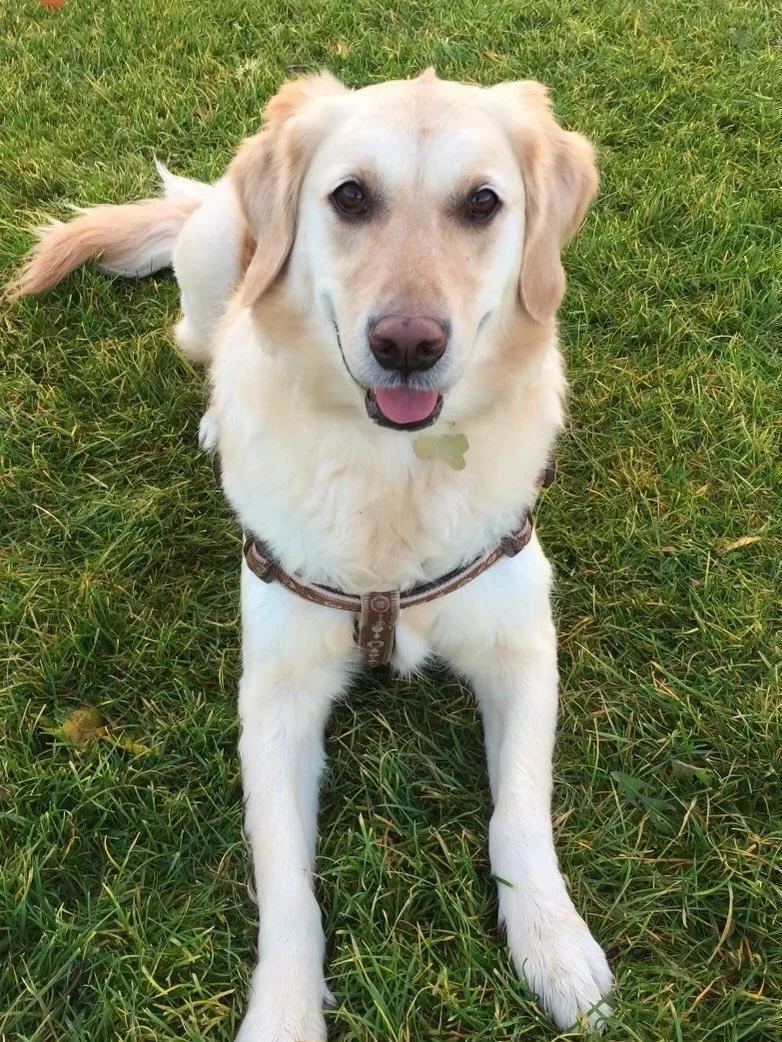 Our precious Poppy has left us for the rainbow bridge 🌈💔🌈💔
From the day she came home, as an excitable 8 week old puppy, to the very end when she was struggling, she gave us unconditional love.
We in return tried to give her the best life; with a