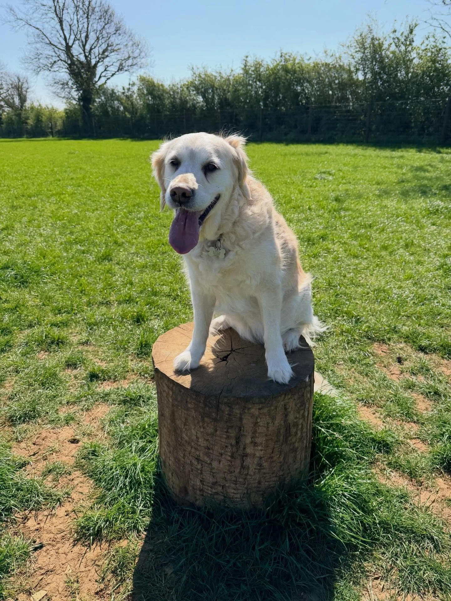 Thank you to everyone who&rsquo;s checked in, or sent us cards or gifts 💕 It&rsquo;s been an emotional rollercoaster week. I spend more time with my dogs than I do anyone else, and Poppy&rsquo;s loss has been very difficult to deal with 💔
However -