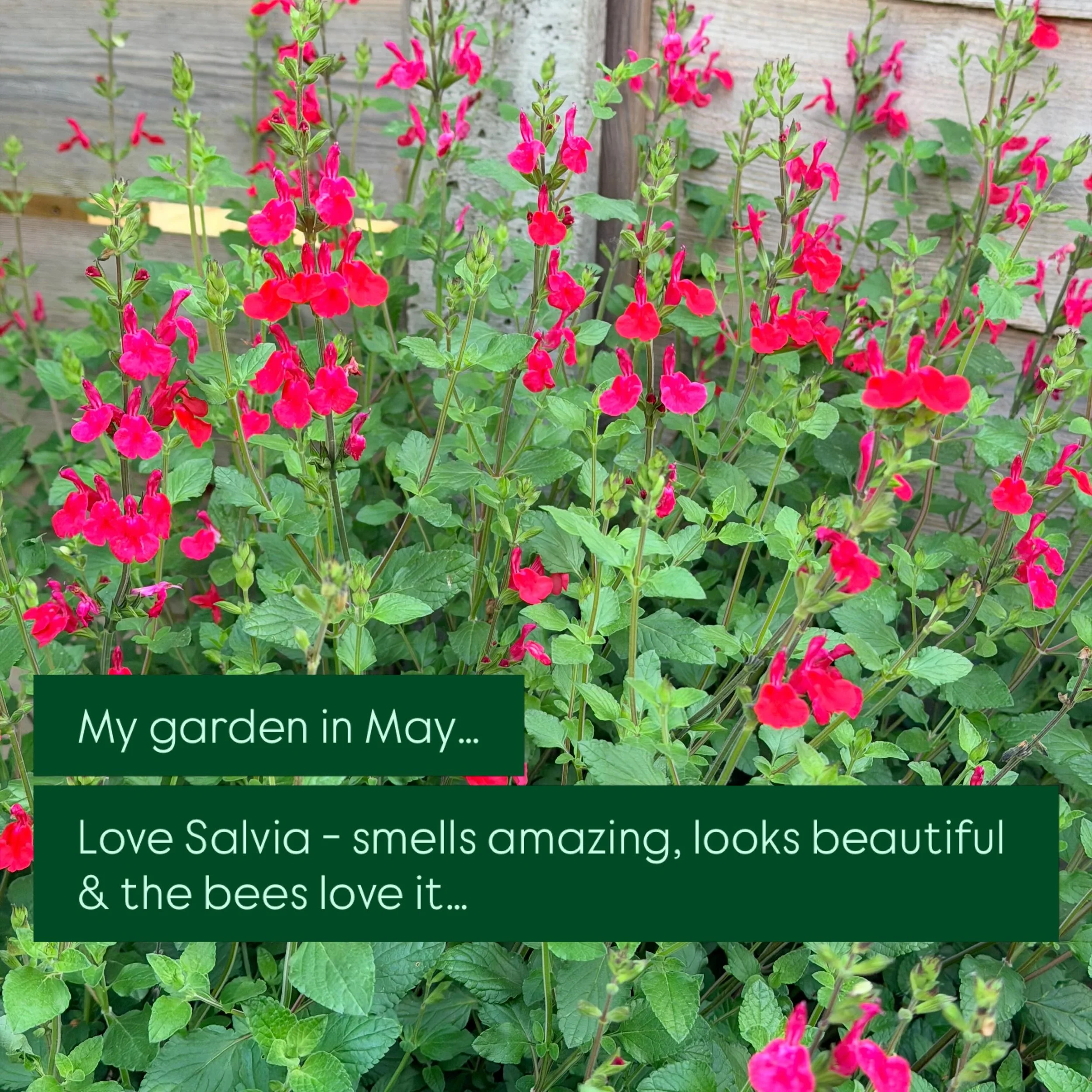 My garden in May&hellip; I&rsquo;m very keen to keep things wild, soft, floaty, colourful &amp; supporting the many insects, birds and mammals that visit 💕
