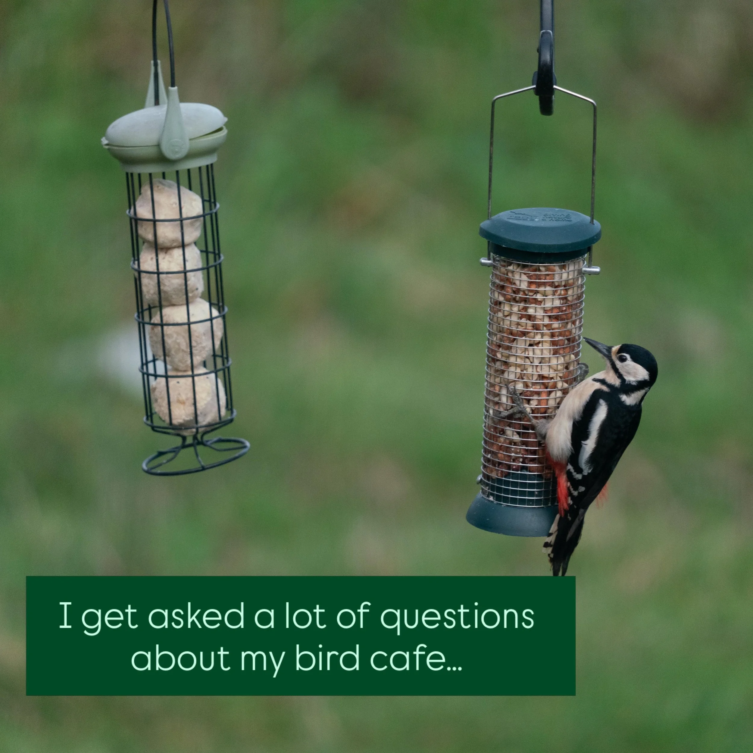 A little about the bird cafe&hellip;. Food from @rspb and I have two cameras from @birdfy_by_netvue @birdfyuk #birdcafe #ukbirds #birdwatching #birds #nature_obsession