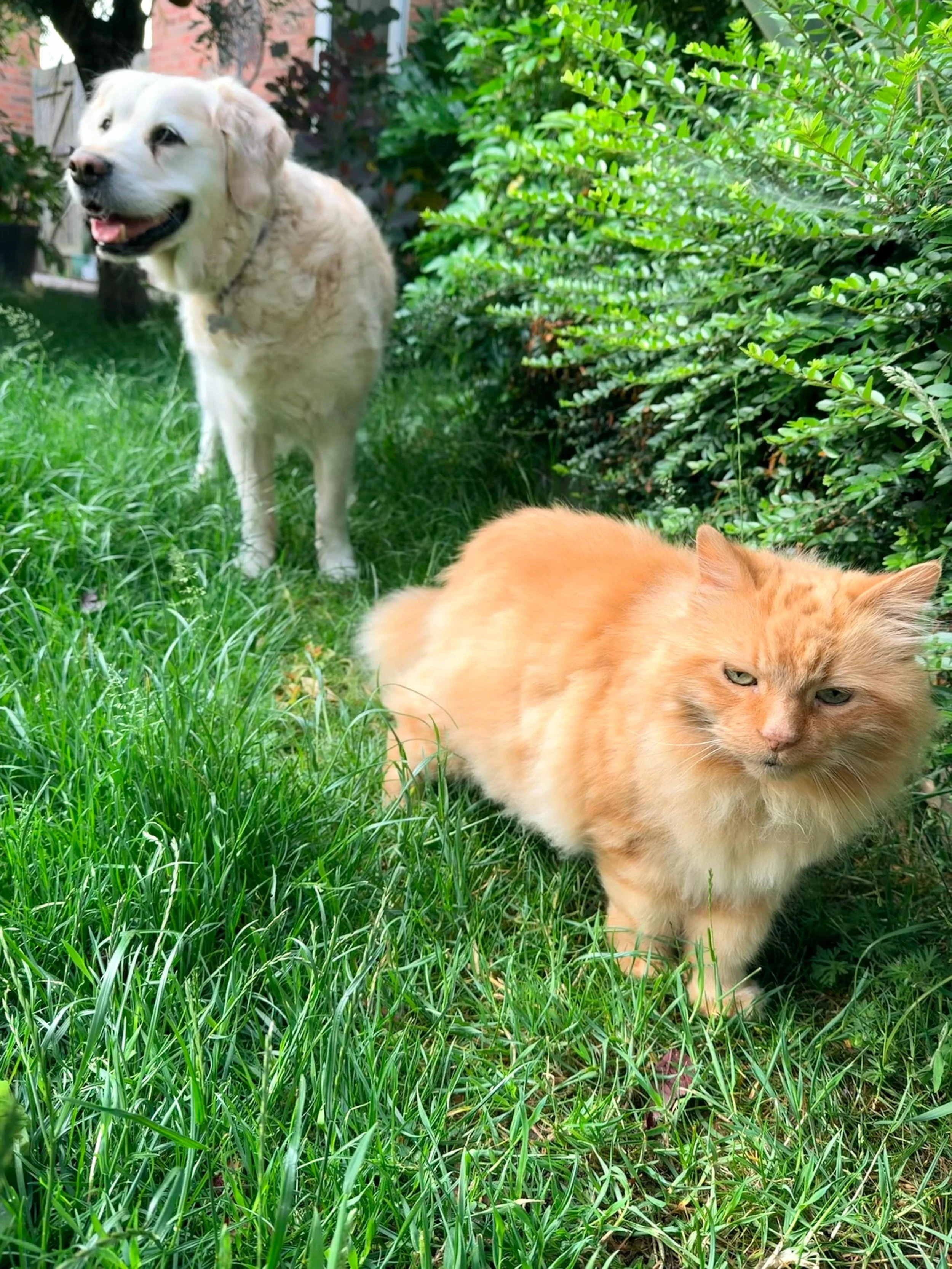 I have a morning routine: I pull up any unwanted weeds, deadhead flowers, top up the bird bath and cafe, attend the hot tub&hellip; and these two follow me around, sniffing plants and occasionally running off for zoomies 🥰 #petsofinstagram