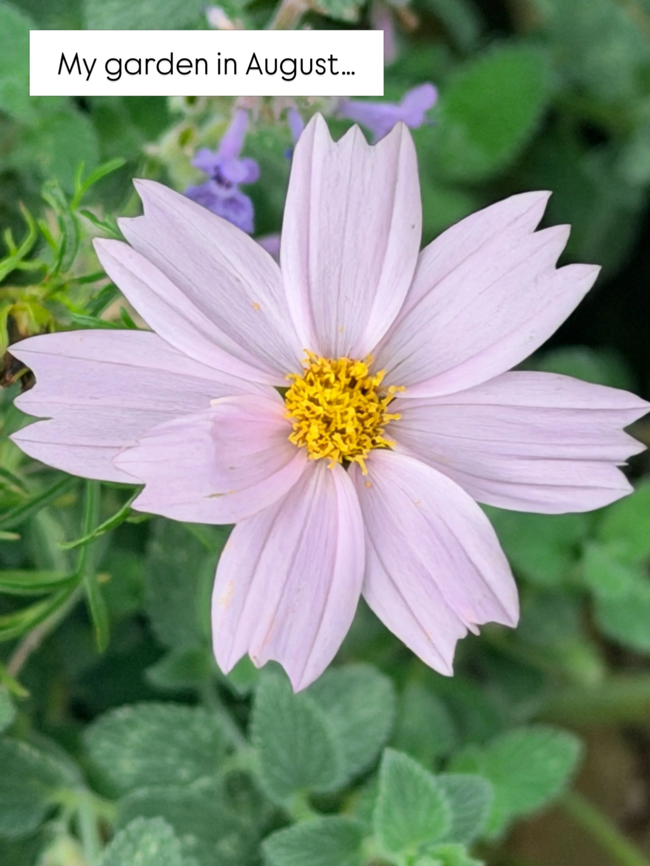 Cosmos, roses, verbena, salvia, fushia, hydrangea&hellip; a new pond&hellip; ivy starting to climb &amp; sunflowers incoming 🌻 #augustgarden #plantforwildlife