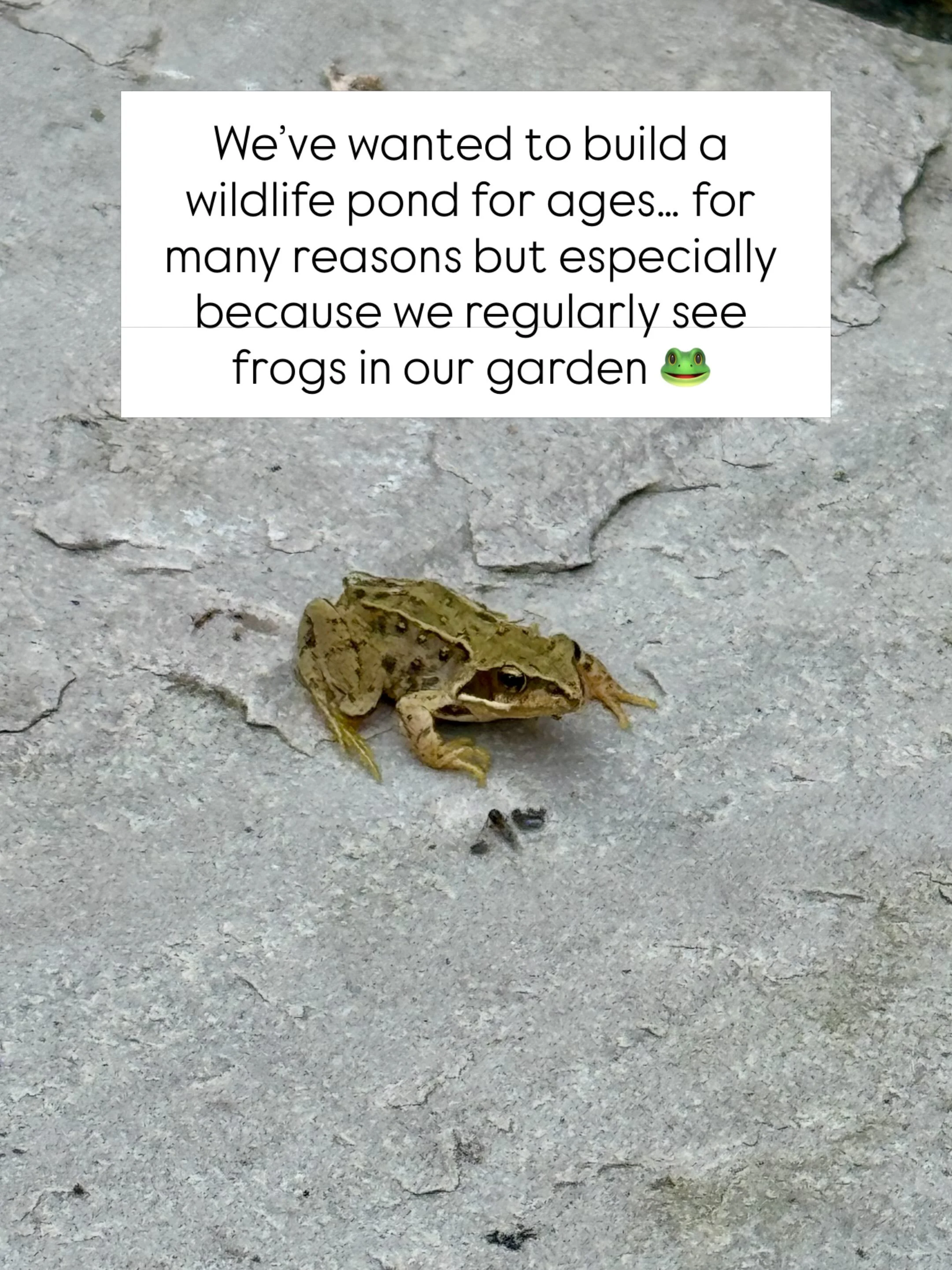 Pond news&hellip; 🐸💧 #newpond