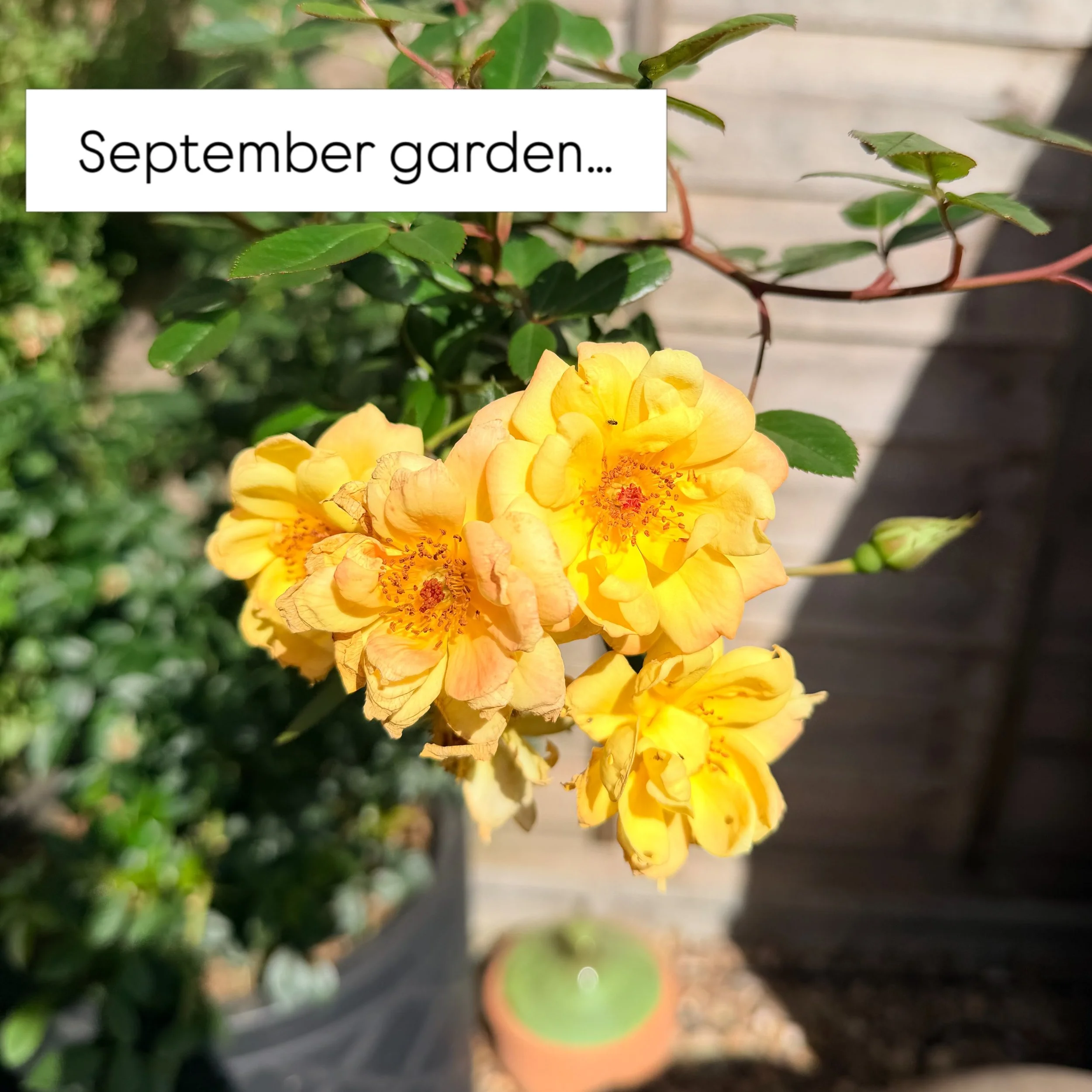 My garden in September&hellip; roses, salvia, cosmos, verbena, sea holly and more + bugs, birds and pond life 😍 I love seeing everything become a little messy and ready to seed and shed as autumn takes over&hellip;