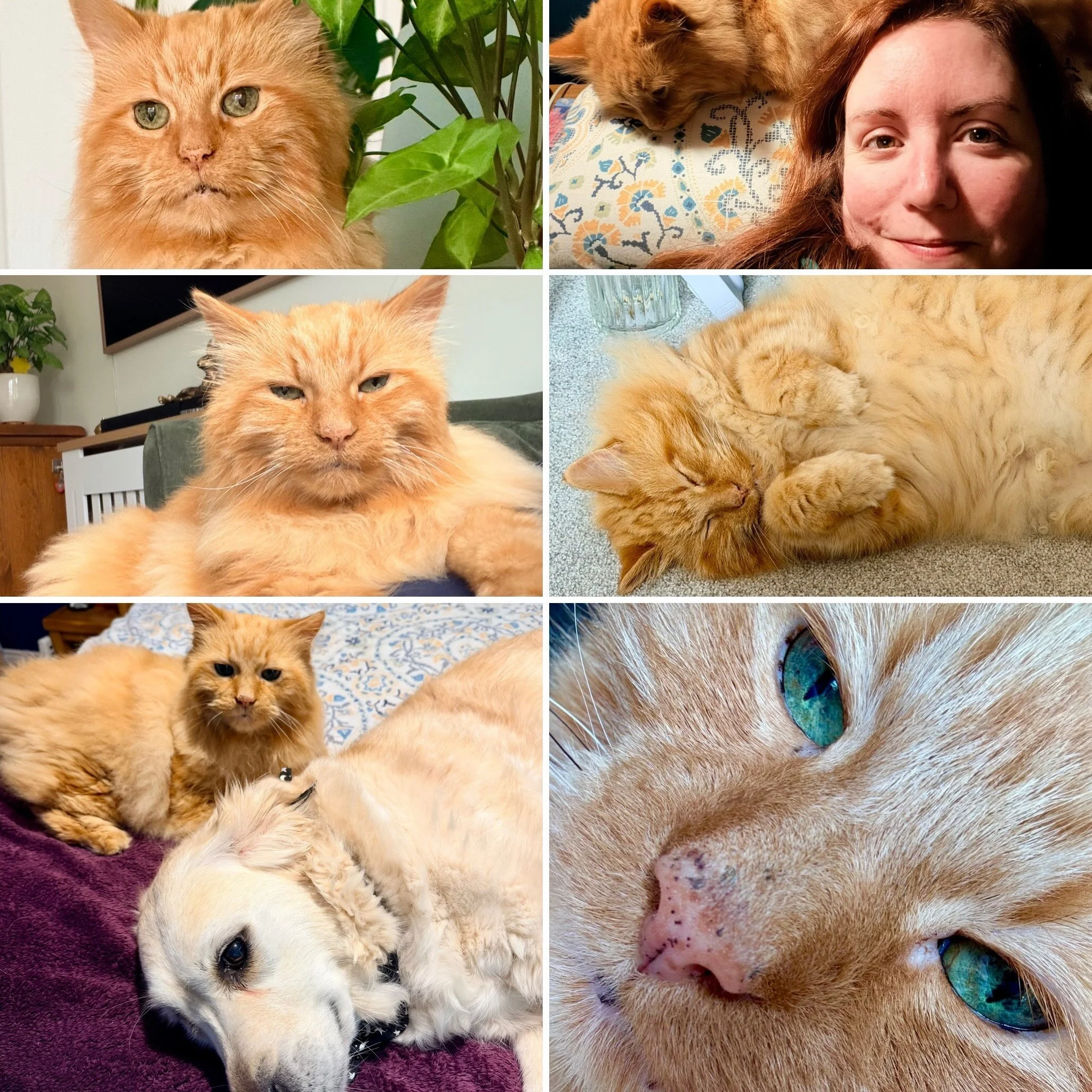 Happy 9th Gotcha Day to our gorgeous Jasper! 🧡🐈

Nine years ago today, this handsome little lion joined our family after spending his early years living as a stray. As we don&rsquo;t know his actual date of birth, we&rsquo;ve always celebrated toda