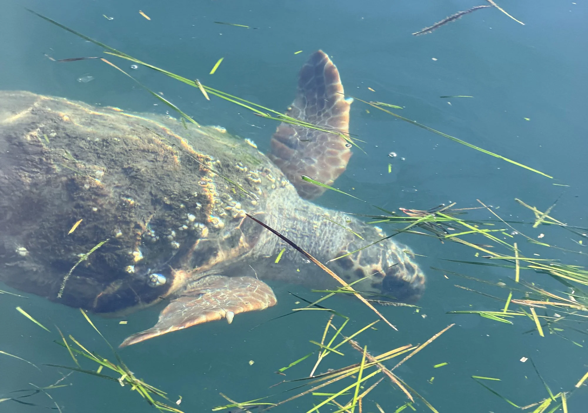 Sea turtle in Argostoli Harbour, Kefalonia