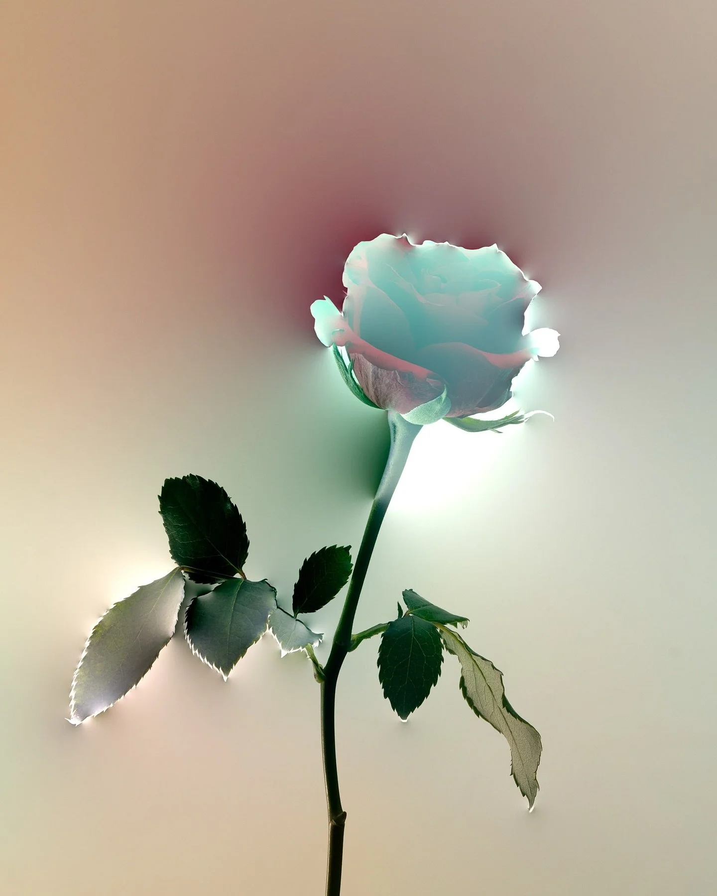 A Rose Is A Rose &ndash; 1/120 images, part of an experimental series. &bdquo;Interventions&ldquo; Brief at @lcclondonphoto 
.
.
.
#rose #experiment #photography #flowers #flowerart #incameraeffects #sonyalpha7 #sonyalphafemale #samekollektiv #swissp