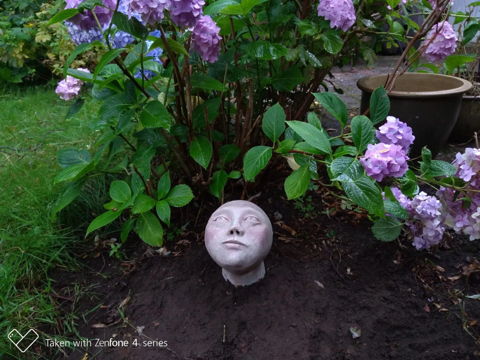 Maanmeisje staat mooi te pronken tussen de hortensia’s van Annie.