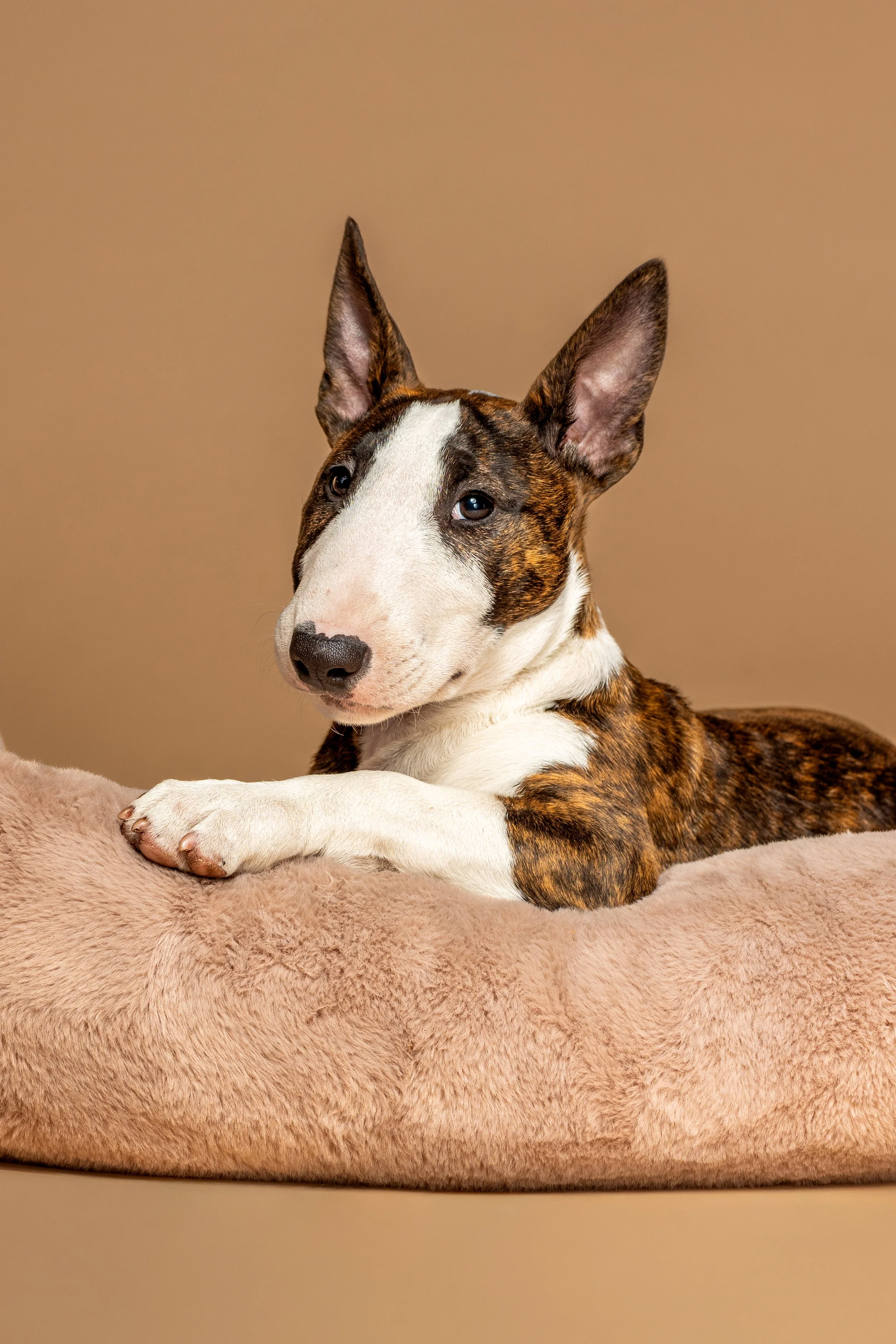 Een teckel puppy met een bont vacht ligt op een zacht, bruin hondenbed tegen een beige achtergrond.