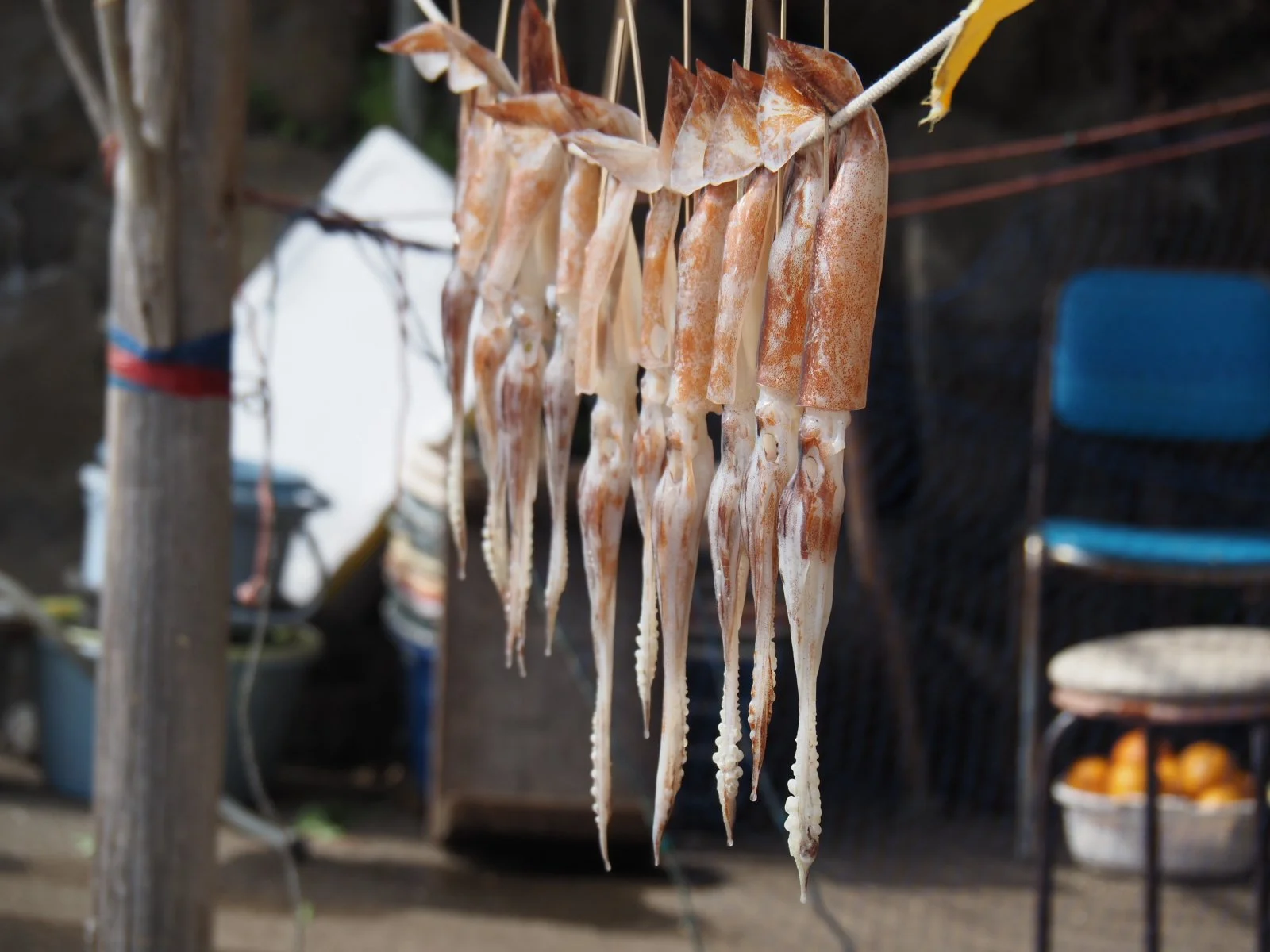 Jogasaki Coastline Izu Peninsula Hiking Geology Geopark UNESCO Kogen
