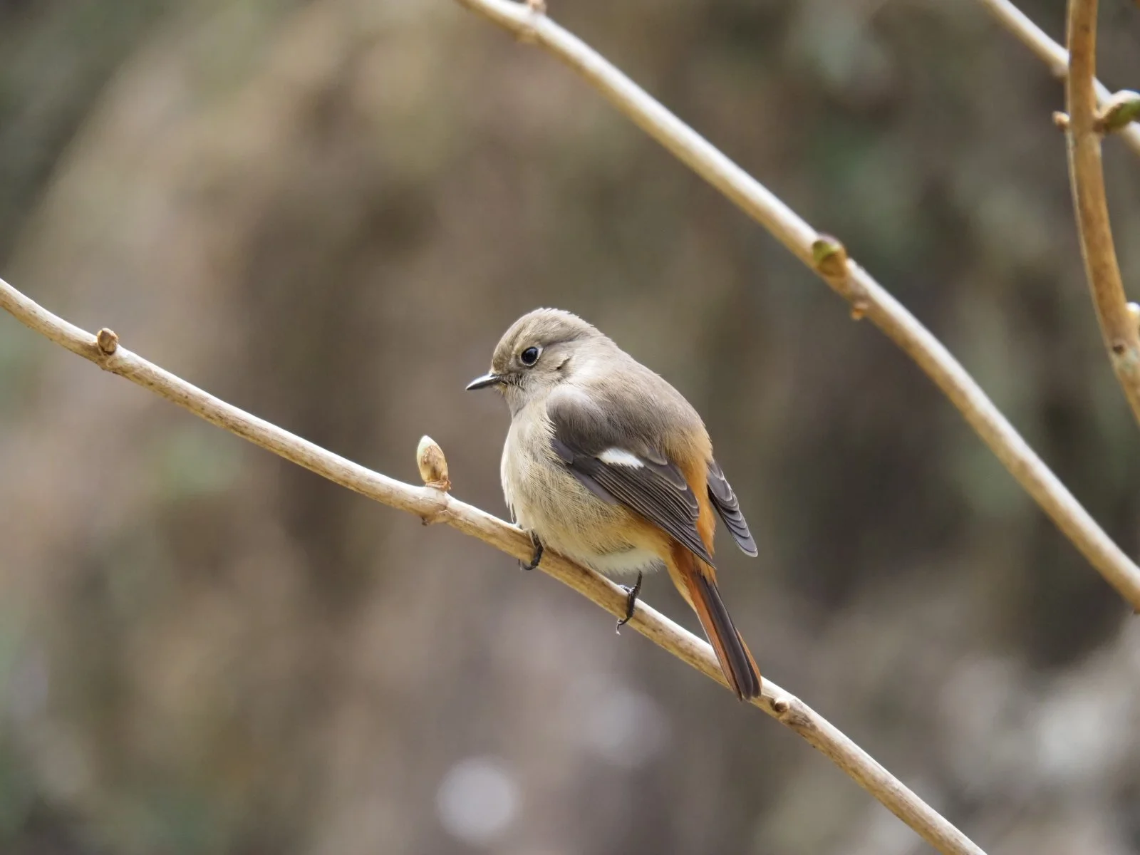 Jogasaki Coastline Izu Peninsula Hiking Geology Geopark UNESCO Kogen