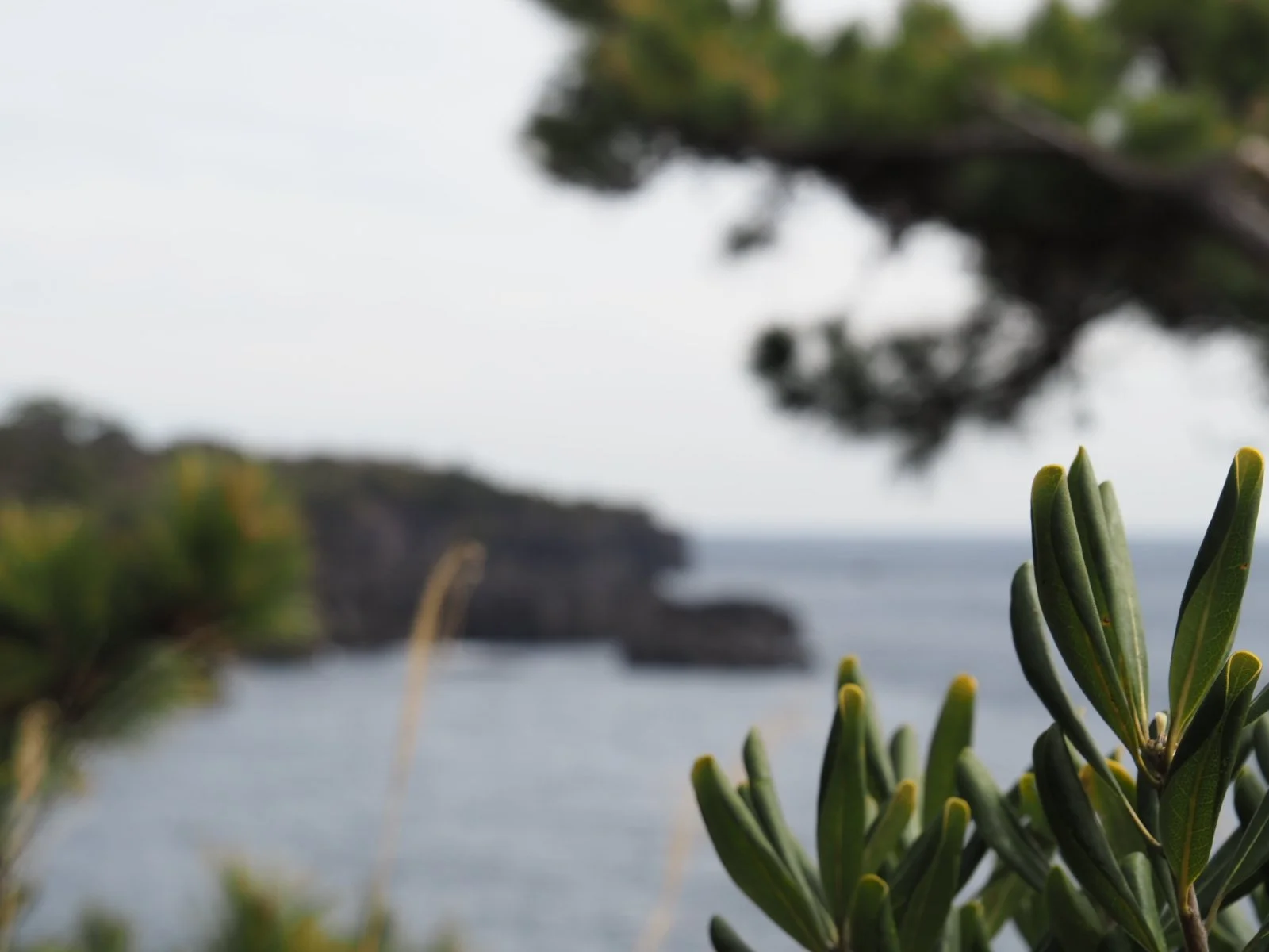 Jogasaki Coastline Izu Peninsula Hiking Geology Geopark UNESCO Kogen