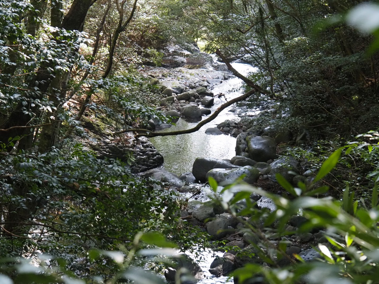 Izu Odoriko Trail Jogen Falls Nanadaru Kawazu Dancing Girl Waterfalls Onsen Wasabi